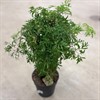 POLYSCIAS 24 CM MING 1X1